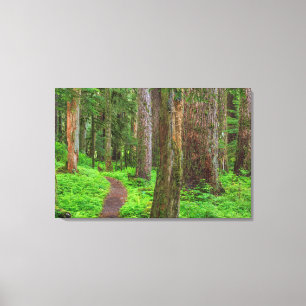 Scenic of old growth forest canvas print