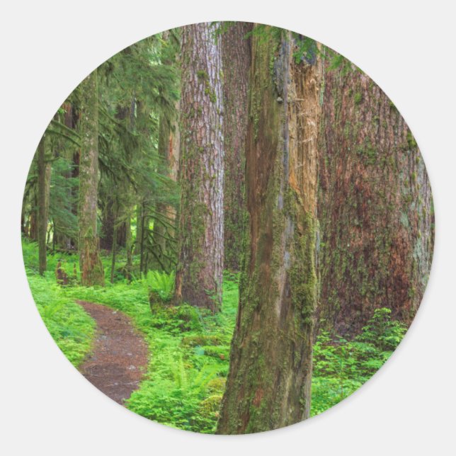 Scenic of old growth forest classic round sticker (Front)