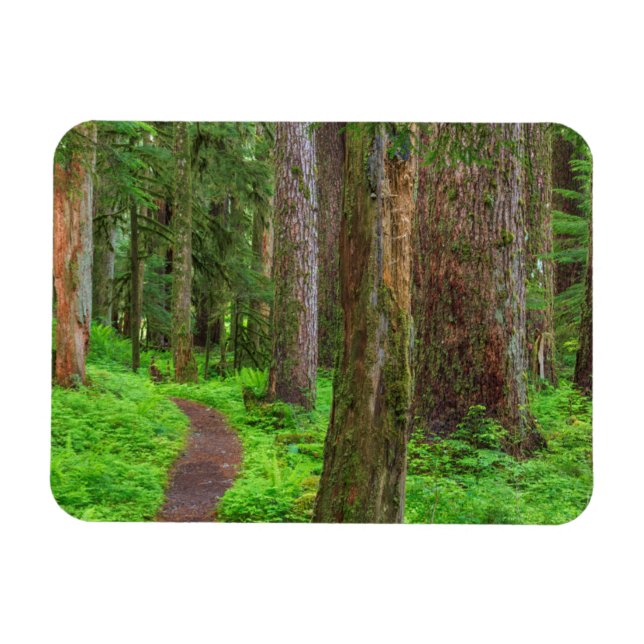 Scenic of old growth forest magnet (Horizontal)