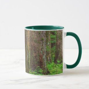 Scenic of old growth forest mug