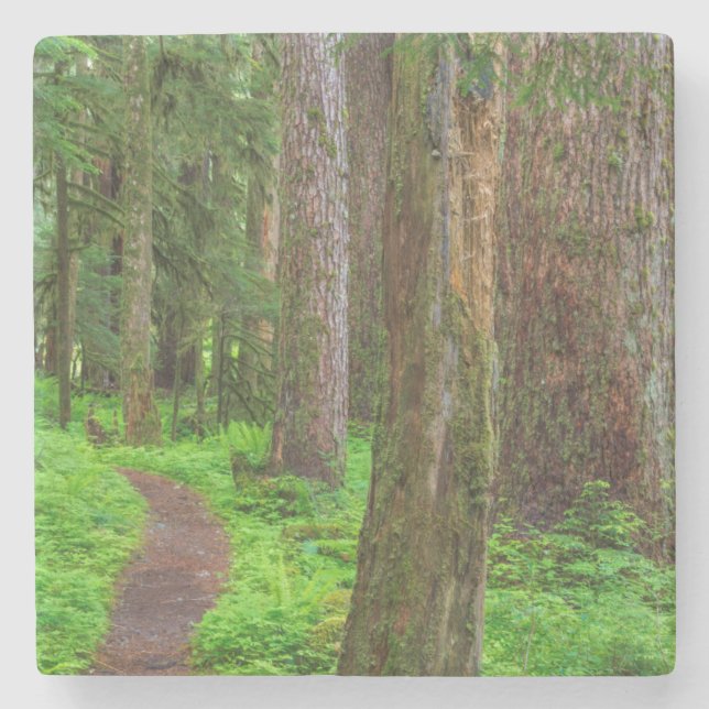Scenic of old growth forest stone coaster (Front)