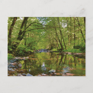 Scenic of Wilson River Postcard