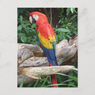 Scenic Scarlet Macaw Postcard