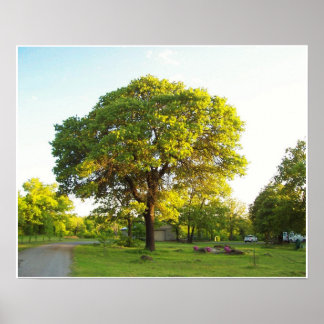 Scenic Trees 2 Poster