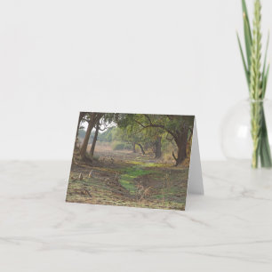 Scenic Zambia Woodland Card