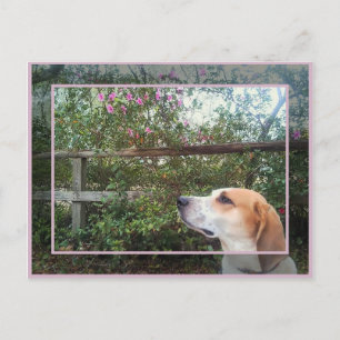 Scent of Spring Postcard