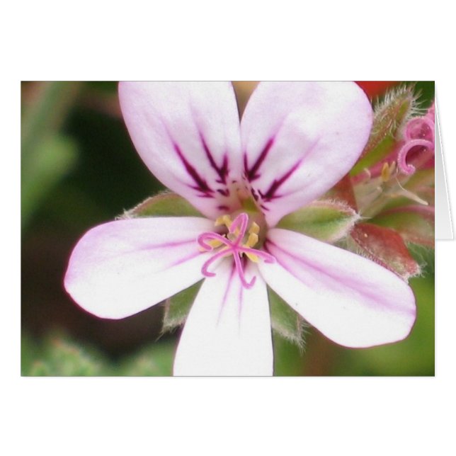 Scented Geranium Card (Front Horizontal)