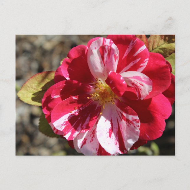 Scentimental Floribunda Rose # 5 Postcard (Front)