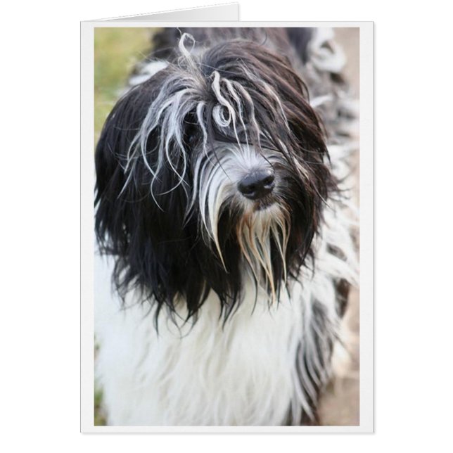 schapendoes.png (Devant)