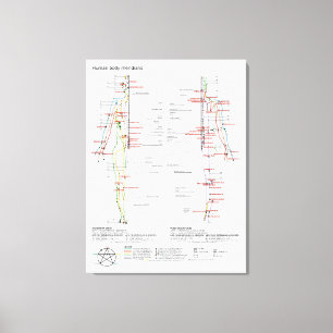 Schematic Chart Chinese Human Body Meridians Canvas Print