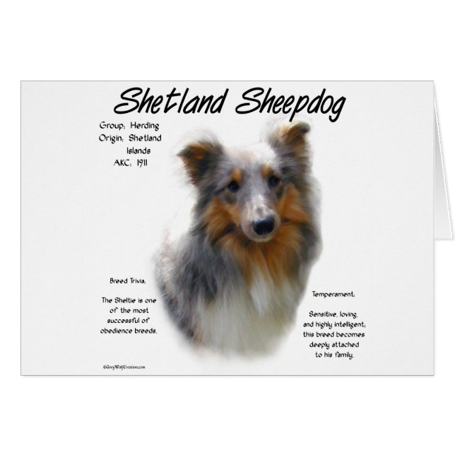 Schetland Sheepdog Historique (Devant horizontal)