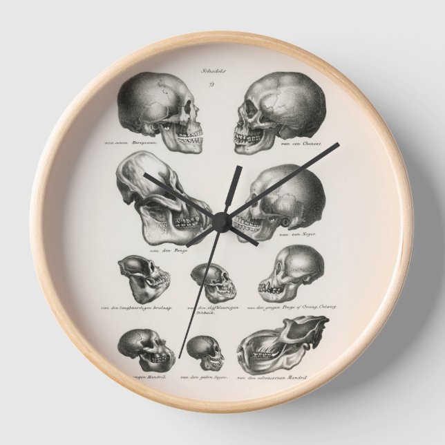 Schinz de Visser Human Monkey & Ape Skulls Clock (Front)
