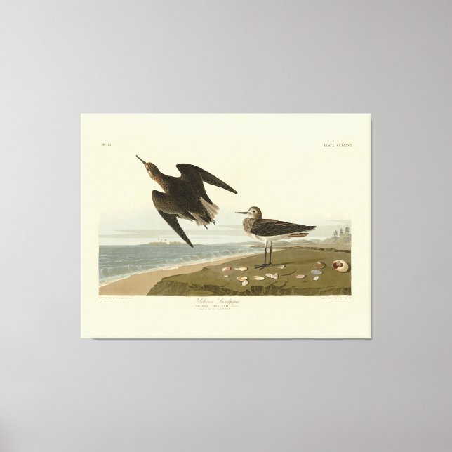 Schinz's Sandpiper from Audubon's Birds of America Canvas Print (Front)