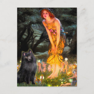 Schipperke 2 - MidEve Postcard