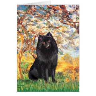 Schipperke 2 - Printemps