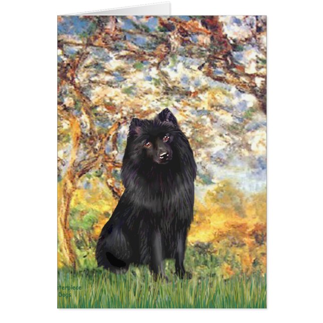 Schipperke 2 - Spring (Front)