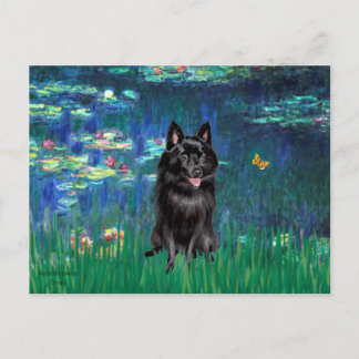 Schipperke 4 - Lilies 5 Postcard