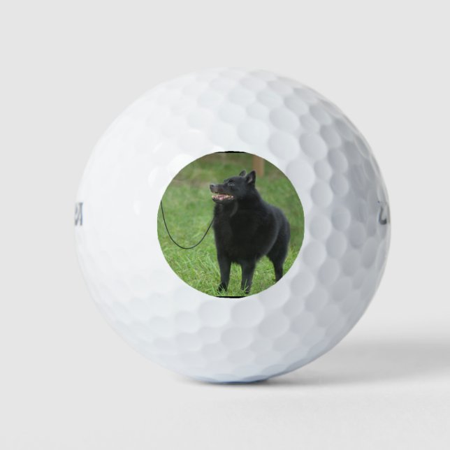 Schipperke Dog Golf Balls (Front)