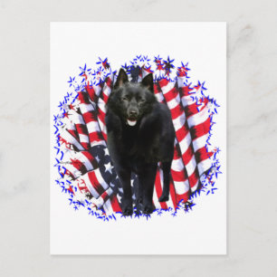 Schipperke Patriot Postcard