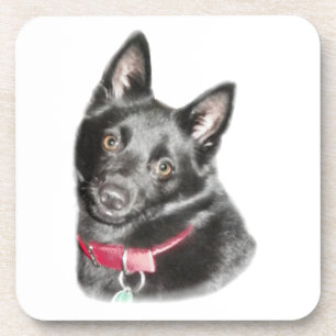 Schipperke Picture Coaster