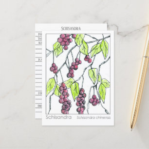 Schisandra Herb Materia Medica Cards Herbal Study 