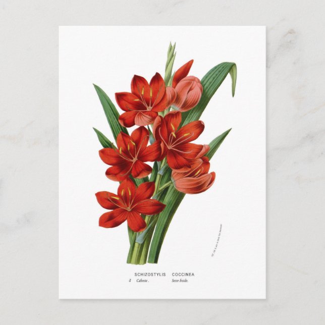 Schizostylis coccinea (Kaffir lily) Postcard (Front)