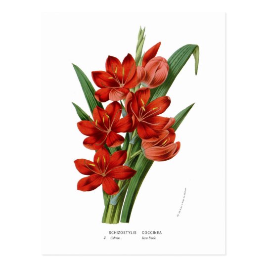 Schizostylis coccinea (Kaffir lily) Postcard