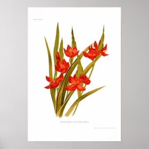 Schizostylis coccinea ( Kaffir lily) Poster