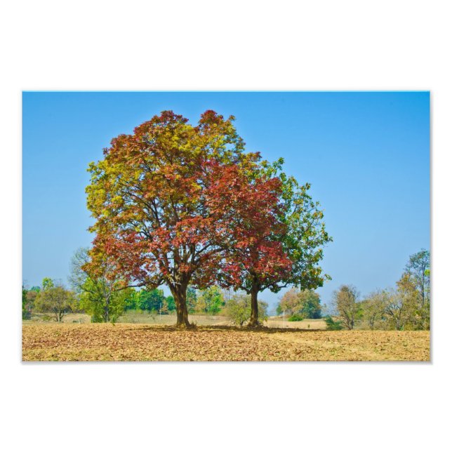 Schleichera oleosa/Ceylon oak/kusum tree Photo Print (Front)