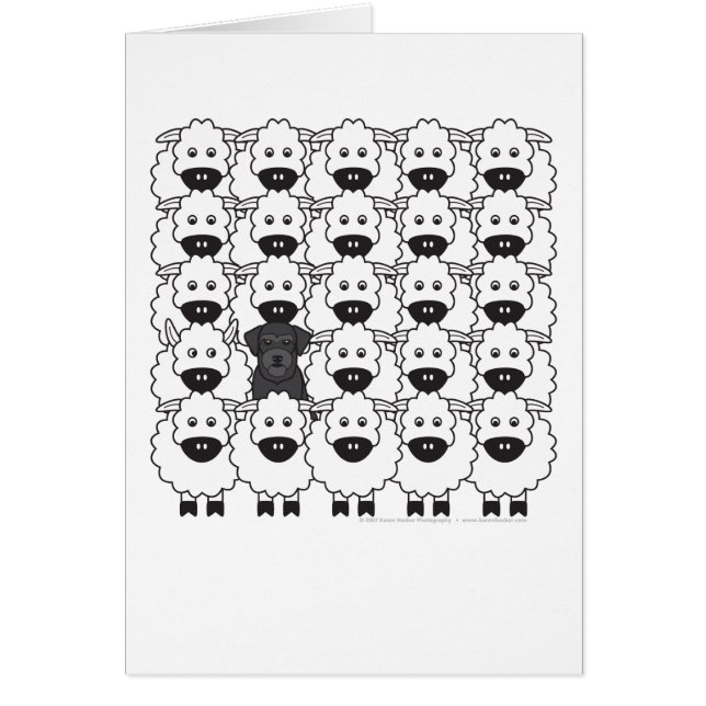 Schnauzer chez les moutons (Devant)