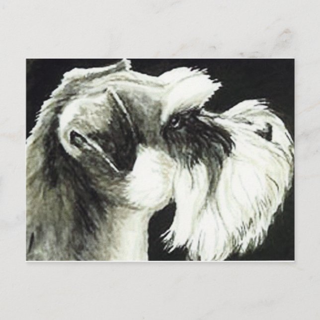 "Schnauzer" Dog Art Postcard (Front)