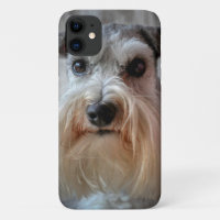 Schnauzer Dog face