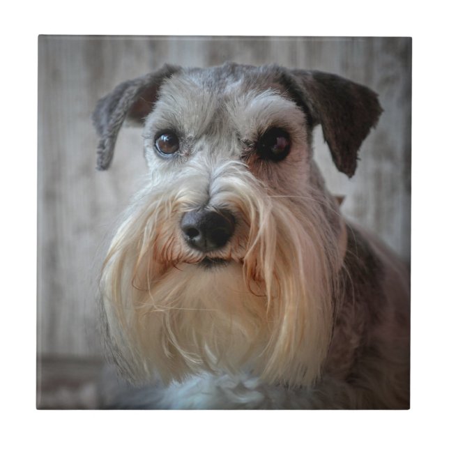 Schnauzer Dog face Tile (Front)