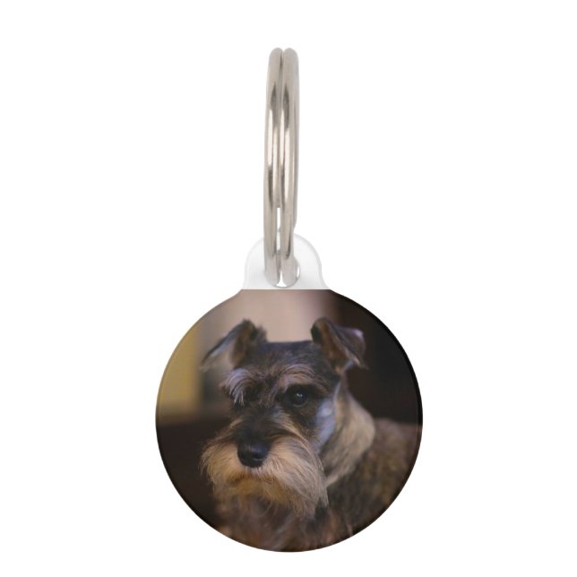 Schnauzer Dog Pet Tag (Front)