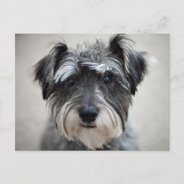Schnauzer Dog Postcard (Front)