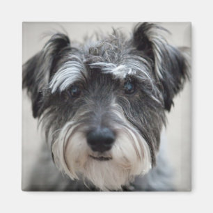 Schnauzer Dog Square Magnet