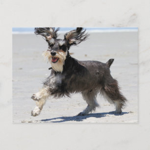 Schnauzer - Jr is a Happy Boy! Postcard