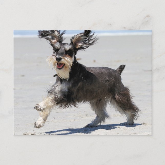 Schnauzer - Jr is a Happy Boy! Postcard (Front)
