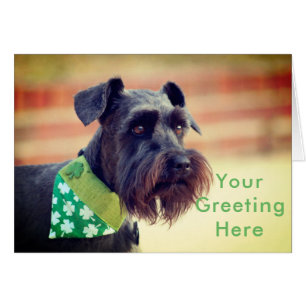 Schnauzer miniature noir