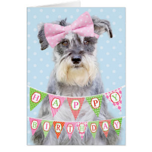 Schnauzer miniature portant l'arc rose de point de