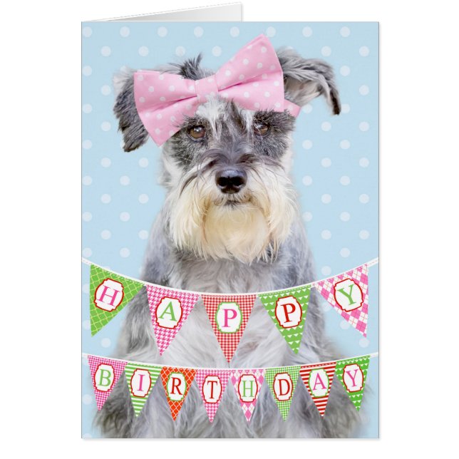 Schnauzer Miniature Portant une poitrine rose (Devant)