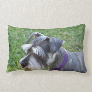 Schnauzer Pillow