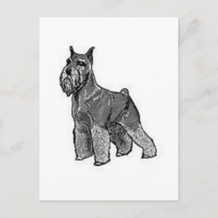 Schnauzer Postcard