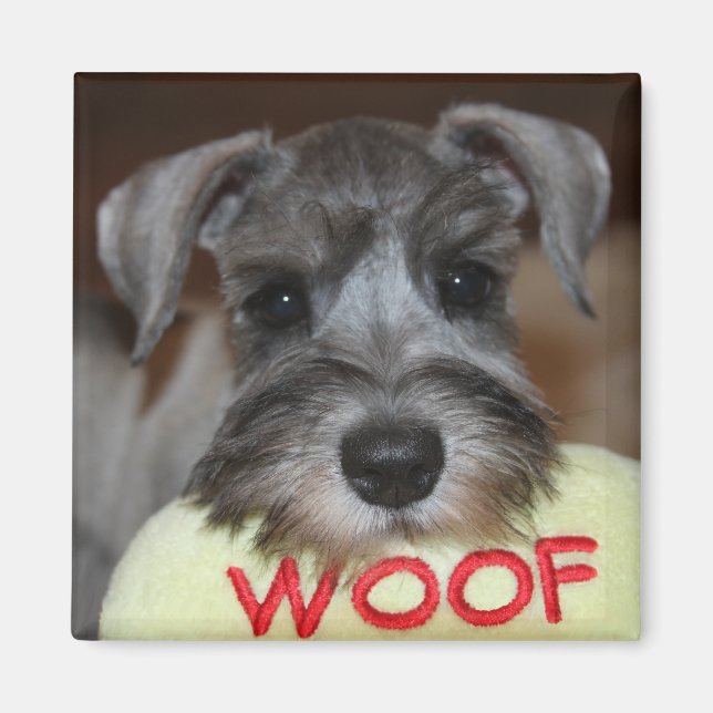 Schnauzer Puppy Magnet (Front)