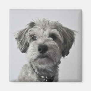 Schnauzer Puppy Portrait Photo Magnet