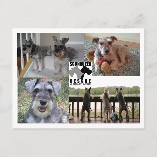Schnauzer Rescue Postcard (Front)
