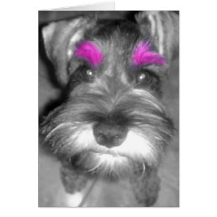 Schnauzer rose