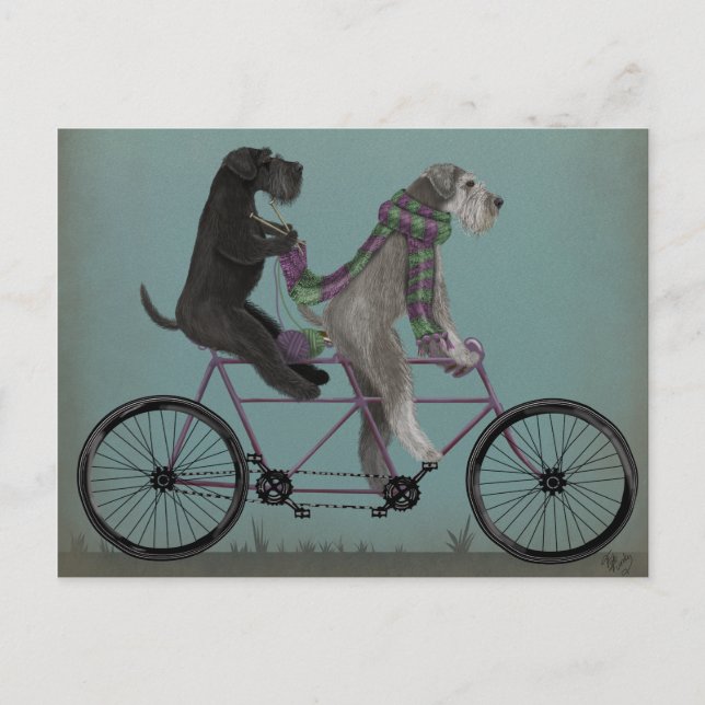 Schnauzer Tandem Postcard (Front)