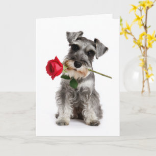 Schnauzer Valentine Card