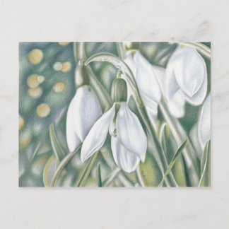 Schneeglöckchen - Farbstiftzeichnung Postcard